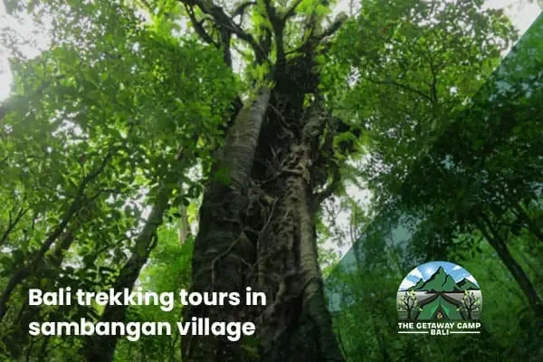 artikel-bali-trekking-tours-in-sambangan-village-68f98cbf93839